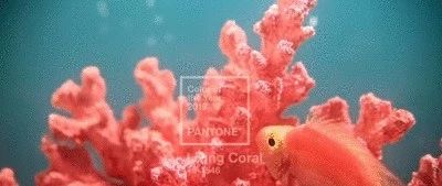 4種家居配色大法，教你玩轉(zhuǎn)2019年度色彩“珊瑚橙”