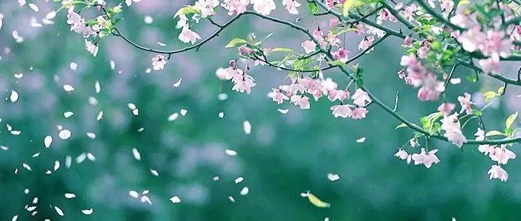 花朝節(jié)：留住春天 | 賣幾千塊的永生花，在家就能DIY