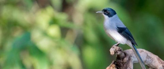 19世紀(jì)的鳥(niǎo)你見(jiàn)過(guò)嗎？